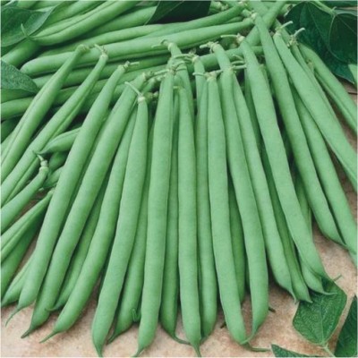 IMP. BEANS FALKON